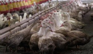 La flambée des cas de grippe aviaire en France «remet en cause le modèle économique»