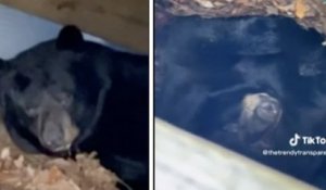 États-Unis : une famille découvre un ours noir en train d'hiberner sous sa terrasse et décide de le laisser