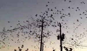 Des oiseaux font exploser une ligne électrique à haute tension