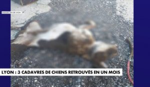 Lyon : trois cadavres de chiens retrouvés en un mois