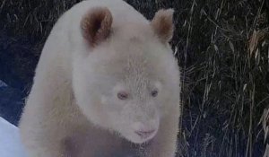 Un panda géant albinos a été filmé en Chine, le seul de son espèce