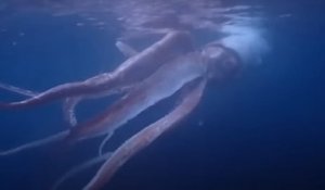 Cet énorme calmar géant a été filmé par des plongeurs au large du Japon, une vidéo rare