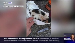 Ces éboueurs ont sauvé un chaton qui avait été jeté dans un sac en plastique