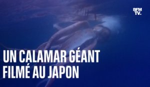 Les images impressionnantes d'un calamar géant au Japon
