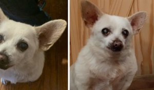 Voici Spike, un chihuahua considéré comme le chien le plus vieux du monde par le livre Guinness des records