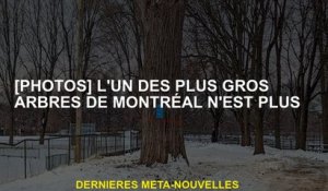 [Photos] L'un des plus grands arbres de Montréal n'est plus