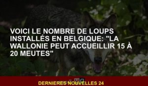 Voici le nombre de loups installés en Belgique: "La Wallonie peut accueillir 15 à 20 packs"