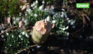 Wépion: dégâts de castors le long du Suary