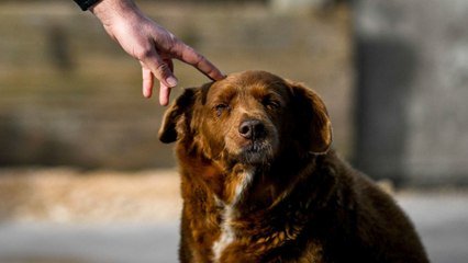 EN IMAGES] Bobi, 30 ans, sacré le chien le plus vieux du monde