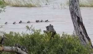 Afrique du Sud : une meute de lycaons a été aperçue en train de traverser une rivière, un phénomène rare