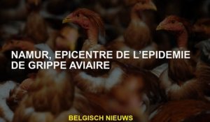 Namur, épicentre de l'épidémie de grippe aviaire