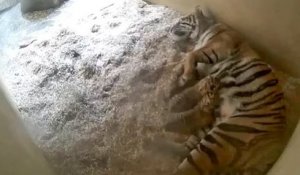 Des tigres de Sumatra jumeaux nés dans un zoo, une superbe nouvelle pour l'espèce
