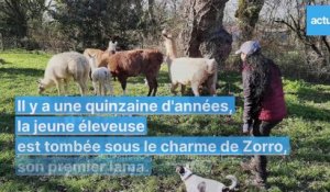 Un élevage de lamas et d'alpagas-à Saint-Michel-Chef-Chef