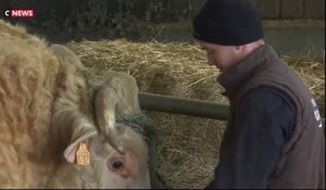 Salon de l'agriculture : quand les agriculteurs préparent leurs bêtes pour le grand concours