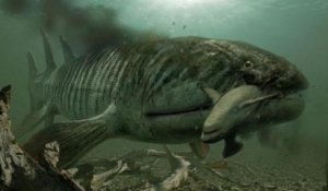 Découverte d'un fossile d'un immense poisson préhistorique aux crocs géants