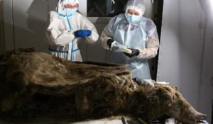 L'incroyable découverte d'un ours vieux de 3 500 ans conservé dans le permafrost sibérien
