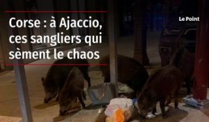 Corse : à Ajaccio, ces sangliers qui sèment le chaos