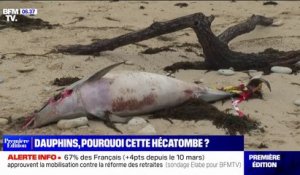 De nombreux cadavres de dauphins retrouvés sur les plages des Landes
