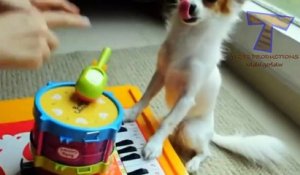 Funny animals playing instruments - Cute and funny animal compilation