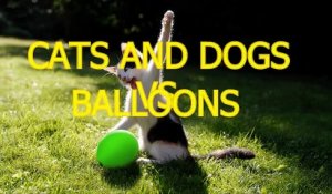 Cats and dogs vs balloons   Funny animal compilation