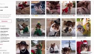 Cette Québécoise aux 2M d’abonnés TikTok confie comment elle gagne sa vie avec son chien