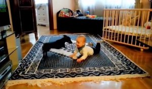 Funny Cats and Babies Video LOL Cute Funny Animals Fails Compilation Funny Baby Cats 2015 HD 720p