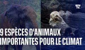 Loutres, bisons et éléphants: ces animaux sauvages qui nous aident à lutter contre le réchauffement climatique