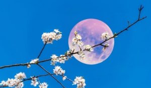 Une pleine Lune rose sera visible dans le ciel ce jeudi 6 avril