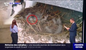 Les premiers œufs des hirondelles sont dans les nids