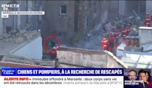 Immeuble effondré à Marseille: comment les chiens participent-ils aux opérations de secours?