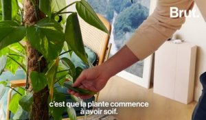 7 conseils simples pour s'occuper de ses plantes d'intérieur