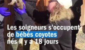 Découvrez les petits coyotes qui viennent d'être pucés au Parc de Sainte-Croix