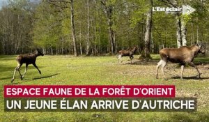 Un élan d’un an a rejoint l’Espace faune du Parc naturel régional de la forêt d’Orient