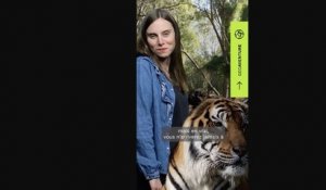 GEOaventure : comment faire ronronner un tigre ?