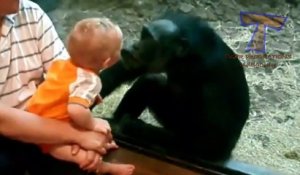 Funny animal & baby compilation   Cute animals kissing babies