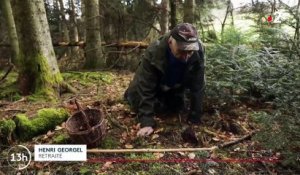 La grosse gaffe de France 2 qui confond un champignon mortel avec des morilles dans un reportage diffusé à 13h ! - La chaîne alerte ses téléspectateurs du danger