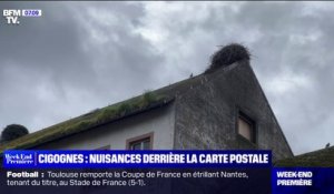 Alsace: les nids de cigognes posent des questions de sécurité pour les habitants