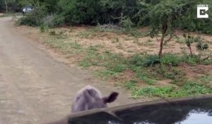 Ce bébé rhinocéros adorable chasse les voitures comme maman