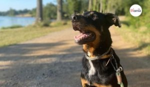 Après 7 ans de refuge, ce chien aimerait trouver une famille qui comprenne ce qu'il a vécu