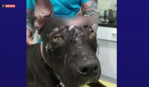 Oise : une chienne secourue après avoir été aspergée d’acide et torturée