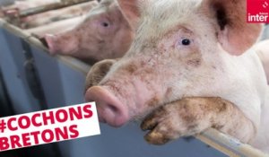 Cochons et saumons bretons : non à l’élevage intensif ! - Là, dehors