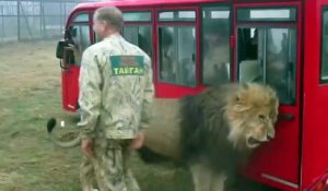 Des touristes s'approchent de  lions... même pas peur