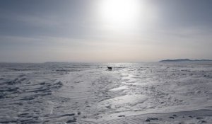 En Mongolie, le "dzud" a tué presque 5 millions d'animaux cet hiver
