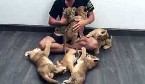 Moment calin avec une dizaine de bébés tigres. Adorable