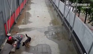 Un chien très intelligent sauve son copain