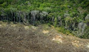 Satellites, drones, IA... comment le Brésil traque les déforestations illégales en Amazonie