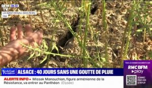 Sécheresse: 40 jours sans une goutte de pluie en Alsace