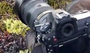 Ce photographe reçoit la visite d'un renard arctique adorable