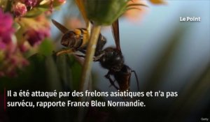 Calvados : un ancien maire succombe après une attaque de frelons asiatiques