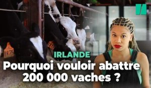 Pourquoi l'Irlande veut abattre 200 000 vaches ?